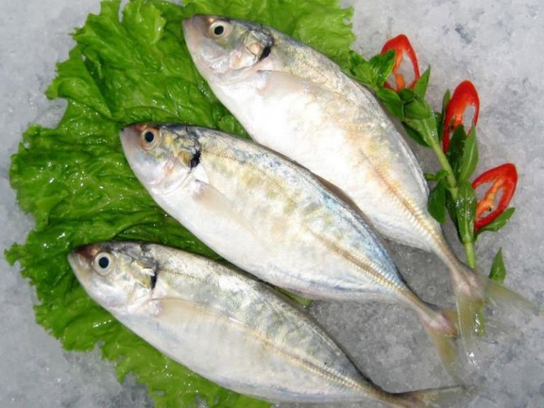 Cá bạc má nấu món gì? Bài viết bên dưới sẽ gợi ý đến bạn những món ăn ngon, phổ biến từ loại cá này. 