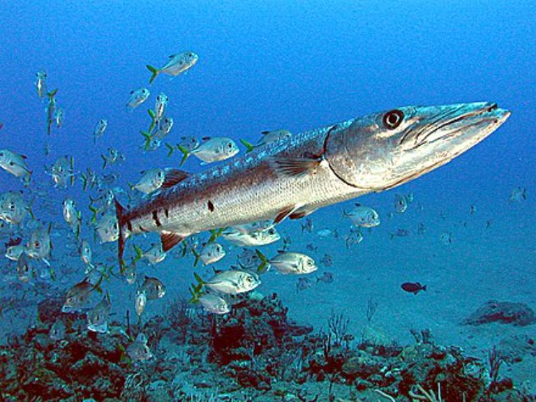 Cá nhồng biển là loại cá đơn độc, sống tách lẻ so với bầy đàn.