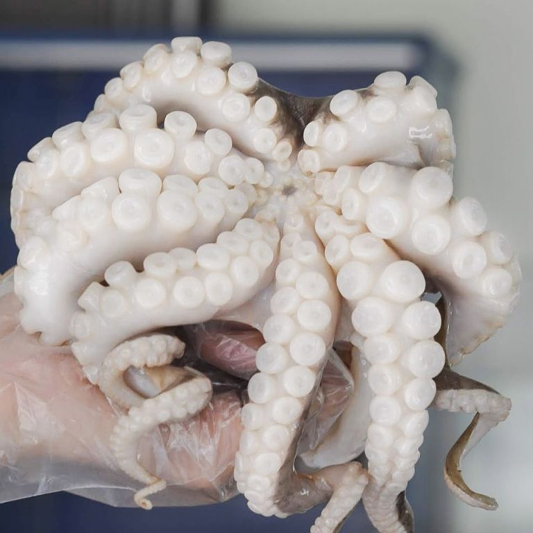 Ăn bạch tuộc có tốt không?