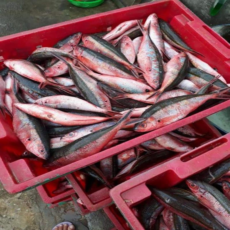 Giá bán cá đỏ củ trên thị trường hiện nay