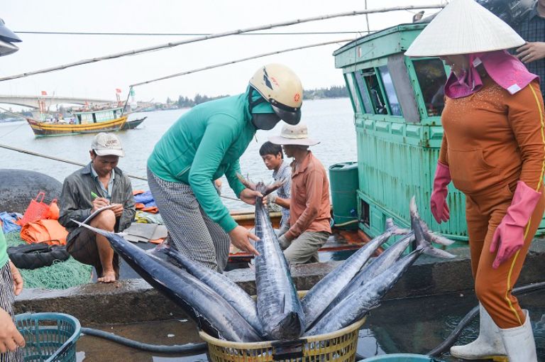Tại Việt Nam, loài hải sản này khá phổ biến.