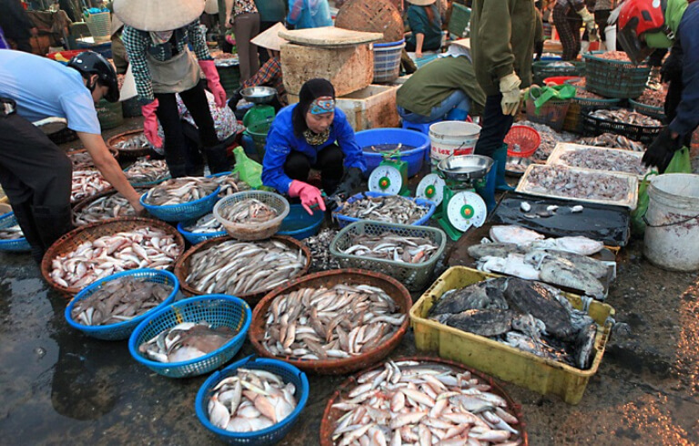 Mua cá dìa tại Hà Nội