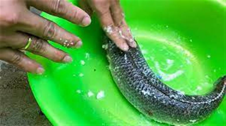 Sử dụng muối chà xát lên toàn bộ cơ thể cá lóc để khử sạch mùi tanh hoàn toàn. 