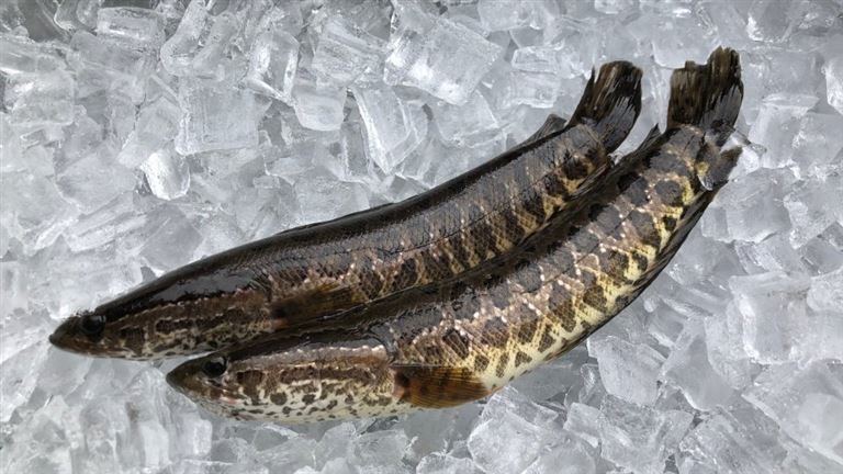 Với hàm lượng dinh dưỡng cao, cá lóc được coi là thần dược sống của thiên nhiên. 