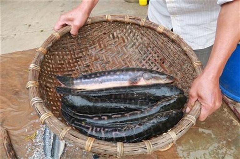 Bạn có thể tìm mua cá lóc chất lượng ở bất cứ chợ truyền thống, chợ hải sản hay bất kì đại lý hay siêu thị nào. 