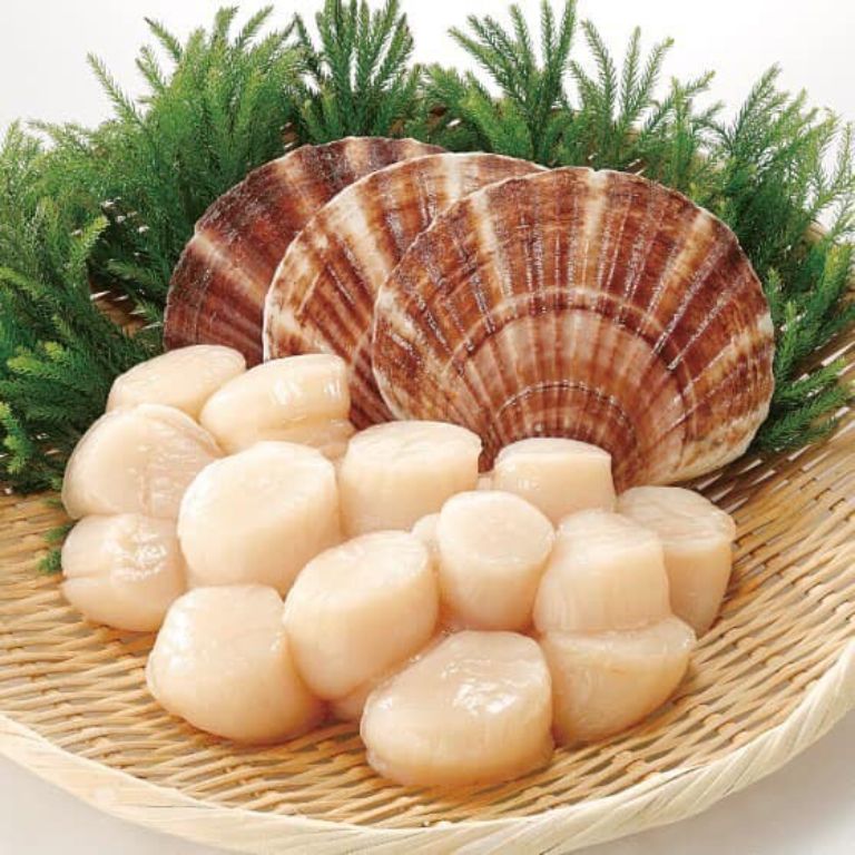 Sò điệp Mỹ được mệnh danh là loại sò có phần cồi to và dày nhất trên thế giới