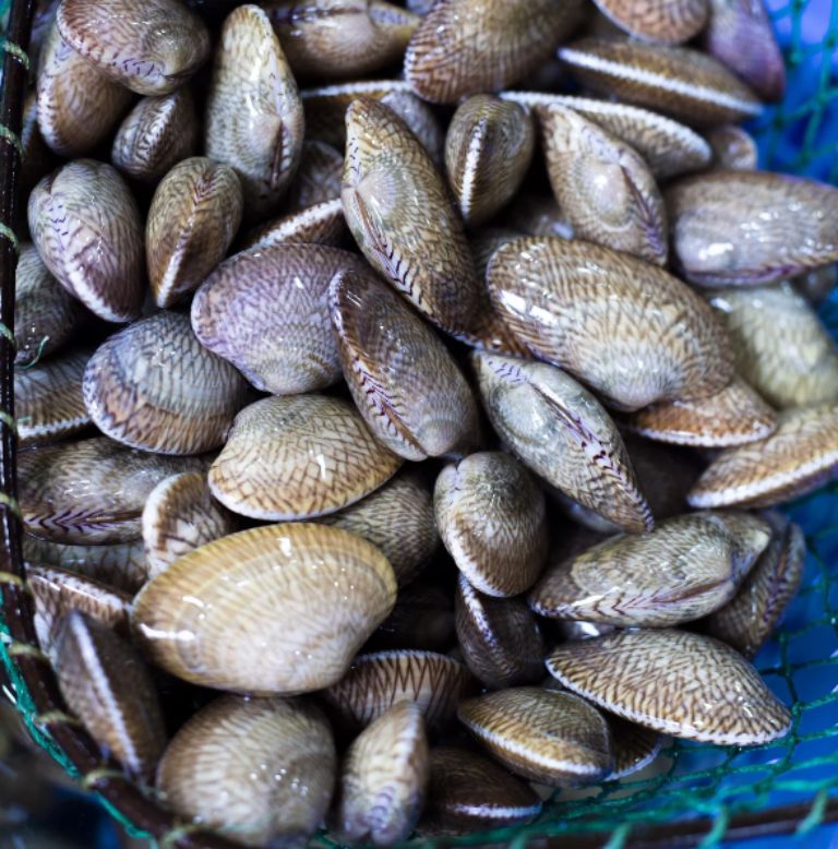 Nên trực tiếp chọn sò lụa tại các chợ hải sản để tự kiểm chứng độ tươi sống nhé! 