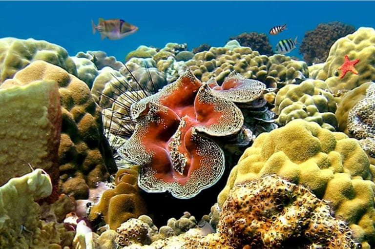 Cùng Haisan.online tìm hiểu thông tin thú vị về sò tai tượng - sinh vật hai vỏ thân mềm lớn nhất đại dương ngay trong bài viết này.