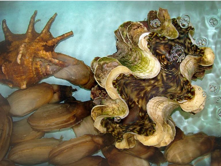 Sò tai tượng sống ở những vùng biển nước trong, tuổi thọ của chúng có thể kéo dài đến vài trăm năm trong môi trường tự nhiên, và không bị đánh bắt.